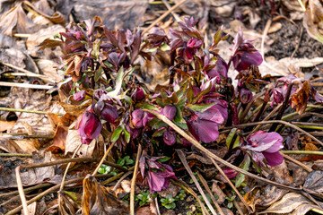 Burgundy hellebore flowers make their way to the sun in spring. - 749777041
