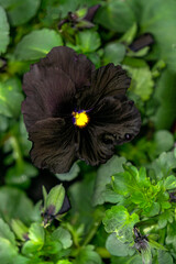 One large rare black pansy flower in a greenhouse. - 749777427