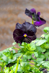 One large rare black pansy flower in a greenhouse. - 749777640
