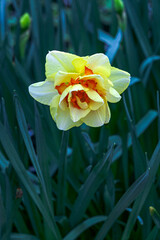 One large yellow narcissus flower in a greenhouse. - 749777853