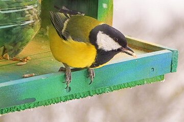 A great tit feeds on seeds at a bird feeder during daylight hours