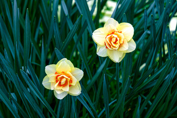 Two large yellow narcissus flowers in a greenhouse. - 749778034