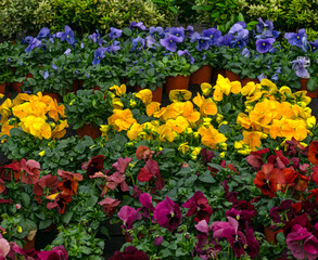 Multi-colored pansies in flower pots in a greenhouse. - 749778289