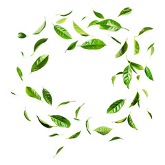 Green tea leaves flying in circles  isolated on transparent png.

