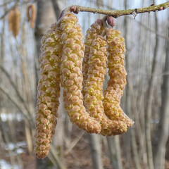 Close-Up View of Hazel Catkins Hanging From a Branch in Early Spring