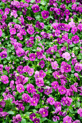 Purple pansies in flower pots in a greenhouse. - 749779029