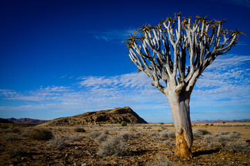 Quiver tree in the Namib desert