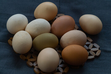 Multi-colored large chicken eggs from domestic chickens. - 749779222