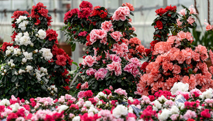 Multi-colored azalea flowers in flower pots in a greenhouse. - 749779427