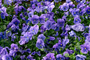 Blue pansies in flower pots in a greenhouse. - 749779607
