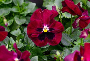 Burgundy pansies in flower pots in a greenhouse. - 749779814