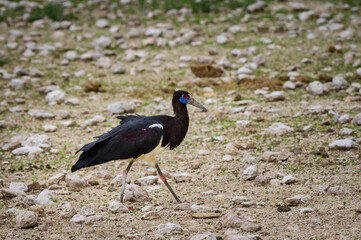 Abdim's stork