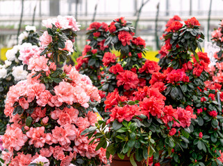 Multi-colored azalea flowers in flower pots in a greenhouse. - 749780439
