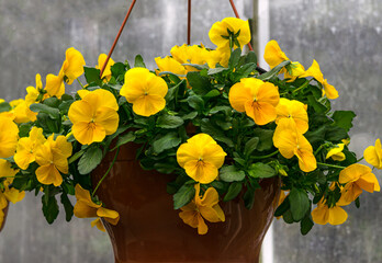 Flower pot with yellow pansies in a greenhouse. - 749781071
