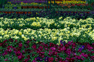 Multi-colored pansies in flower pots in a greenhouse. - 749781217