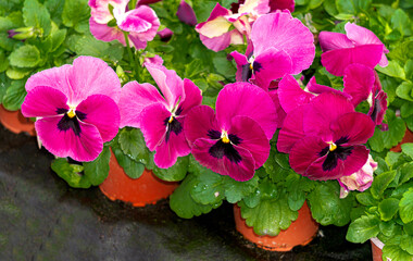 Burgundy pink pansies in flower pots in a greenhouse. - 749781434