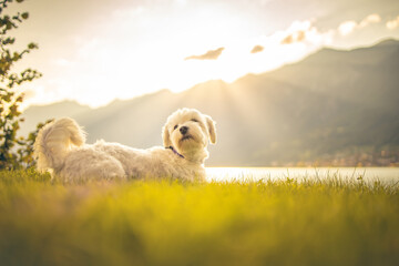 Hund (Malteser) genießt die Abendsonne in der Wiese am See
