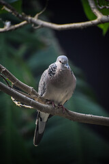 Spotted dove or eastern spotted dove resting on a tree. Beautiful bird, symbol of peace.