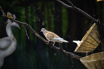 Cute barbary dove (Streptopelia risoria) resting. Ringed turtle dove.
