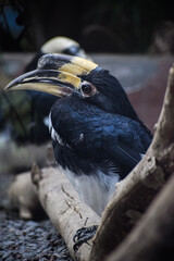 Malabar pied hornbill closeup. Tropical passerine bird. Anthracoceros coronatus.