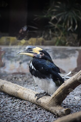 Malabar pied hornbill closeup. Tropical passerine bird. Anthracoceros coronatus.