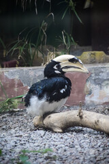 Malabar pied hornbill closeup. Tropical passerine bird. Anthracoceros coronatus.