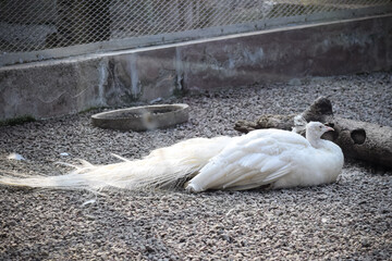 Beautiful white peafowl in park. Rare peafowl species.