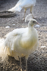 Beautiful white peafowl in park. Rare peafowl species.