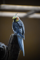 Cute grey cockatiel resting on a tree. Weero or quarrion.