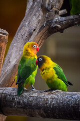 Yellow collared love birds perching together. Romantic bird background, Symbol of love.