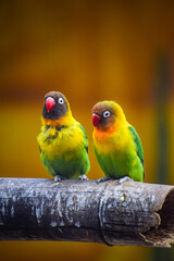 Yellow collared love birds perching together. Romantic bird background, Symbol of love.