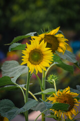 Sunflower field during the sunrise. Helianthus, common sunflowers in nature.