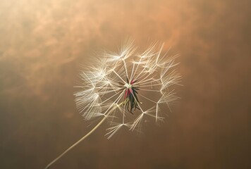 Dandelion in the Wind, Floating Seeds of a Daisy, Airborne Pollen from a Flower, Blowing Away with the Breeze.