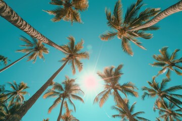 A Sunny Day in Paradise, Tropical Trees and Bright Skies, The Palm Tree Canopy, Sunlight Filtering Through the Leaves.