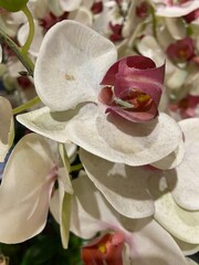 photo of fake flowers in the studio