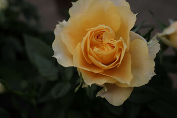 オレンジ色の花びらのクローズアップ写真