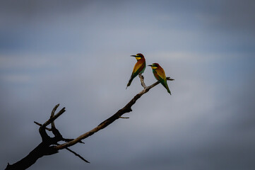 European bee-eaters