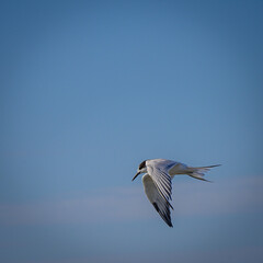 Tern in flight