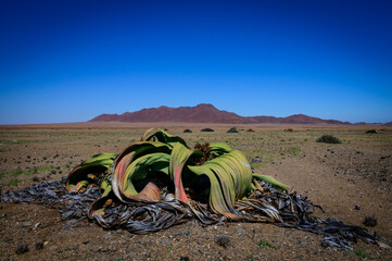 Welwitschia mirabilis in Messum Crater