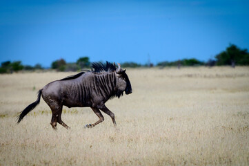 Fototapeta premium Wildebeest running
