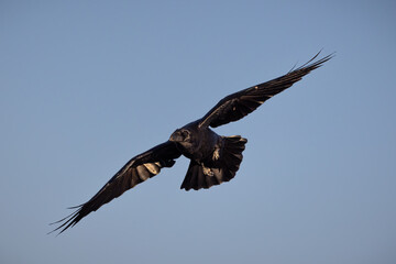 Common Raven (Corvus corax). Bird in flight.