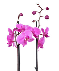 Pink purplish orchid on white background. Flowers, buds and stems.