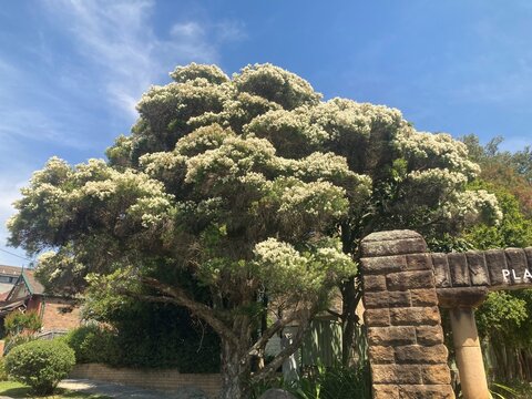A Melaleuca linariifolia tree in flower. Narrow-leaf paperbark tree