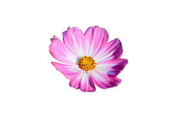 pink cosmos flower isolated on white background.