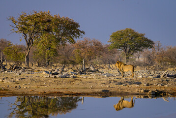 Male lion in Etosha