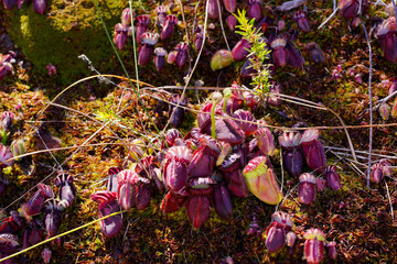 Red pitchers of the Albany pitcher plant (Cephalotus follicularis) with emerging flower stalks,...
