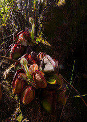 Albany pitcher plant (Cephalotus follicularis) in sun and shadow, natural habitat, Western Australia