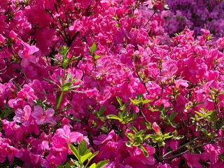 Pink rhododendron azalea flowers bush in the garden 