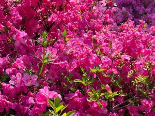 Zelfklevend Fotobehang Pink rhododendron azalea flowers bush in the garden  © OLENA