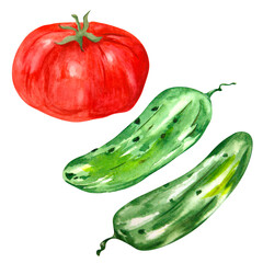 Watercolor drawing of red tomato and cucumbers on a white background. Can be used to design compositions, advertising, labels.
